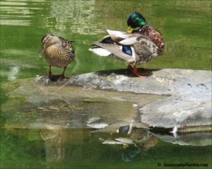 mallard ducks