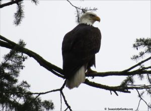 Bald eagle