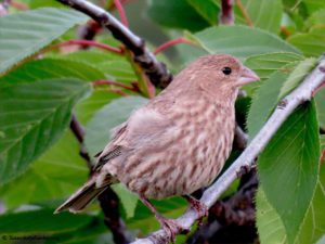 female House Finch