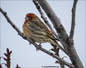 Male house finch