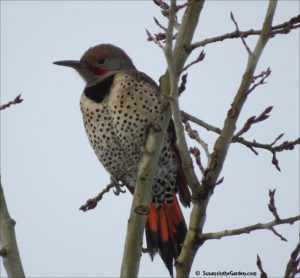 Northern Flicker