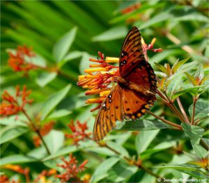 butterflies of Georgia