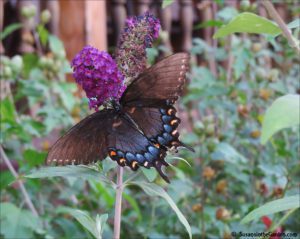 butterflies of Georgia