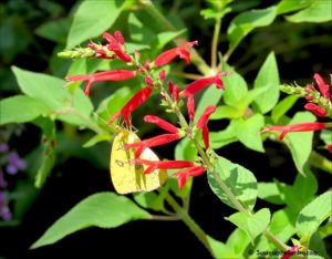 butterflies of Georgia