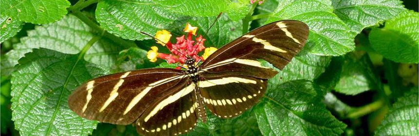 butterflies