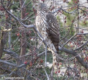 Northern Goshawk