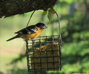 Black-headed grosbeak