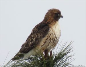Red-tailed hawk