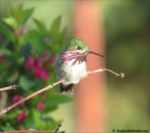 Calliope hummingbird