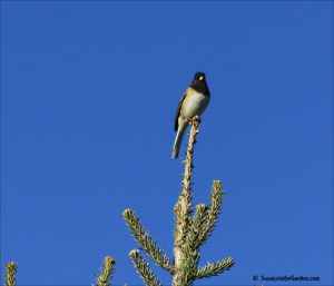 dark-eyed Junco