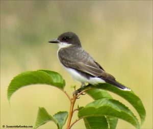 Eastern kingbird