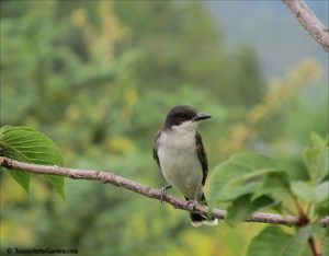 Eastern kingbird