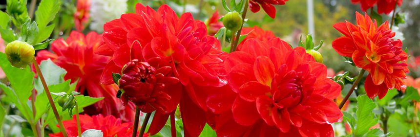dahlias