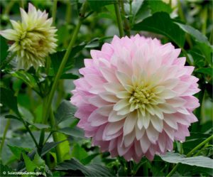 dahlias
