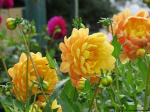 dahlias
