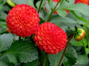 dahlias