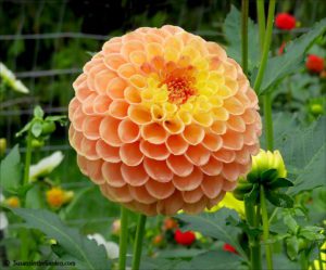 dahlias