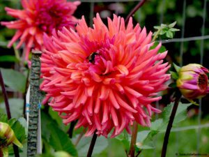 dahlias