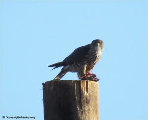 Merlin