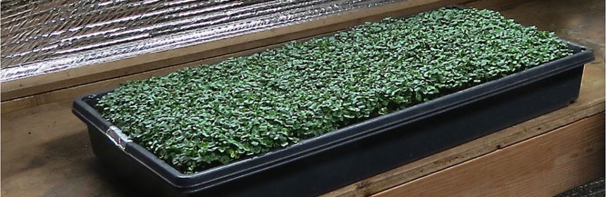 microgreens