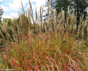 Ornamental grasses