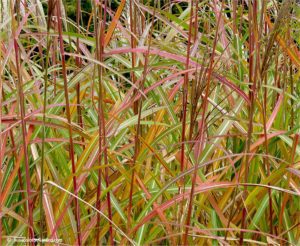 Ornamental grasses