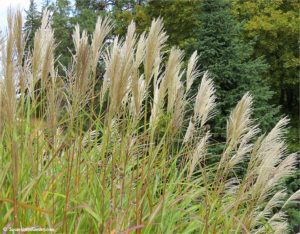 Ornamental grasses