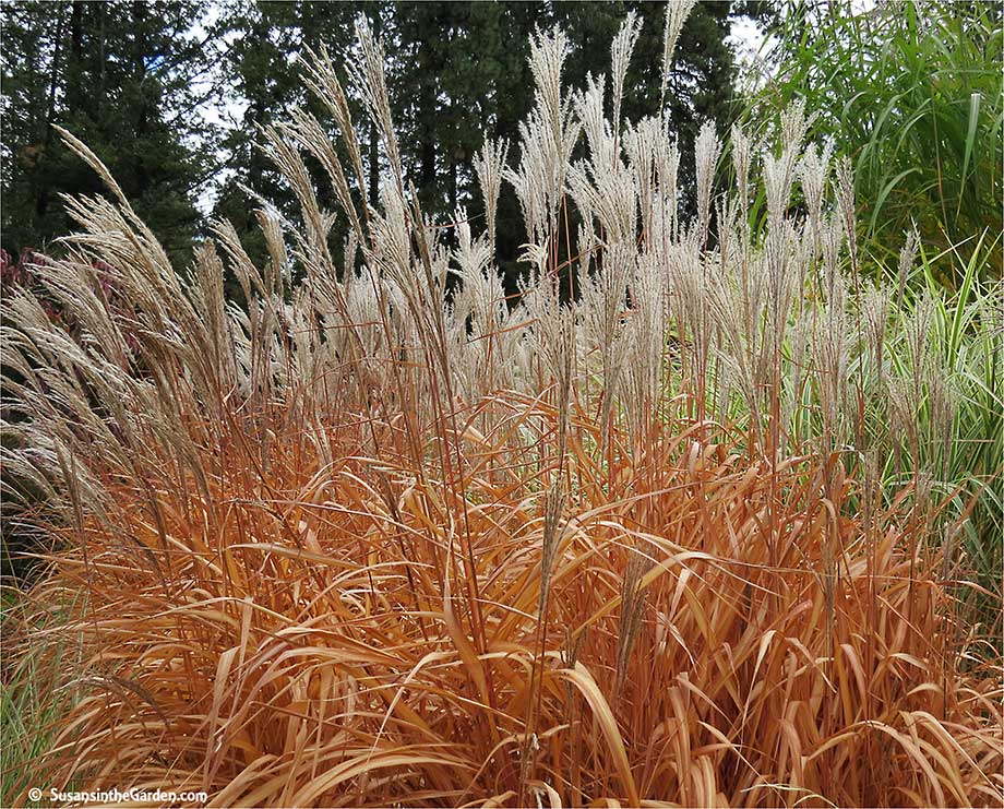 Miscanthus online sinensis purpurascens