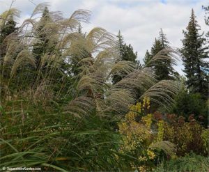 Ornamental grasses