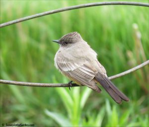 Say's Phoebe