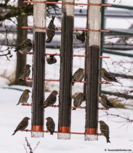 Pine Siskin