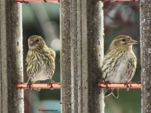 Pine Siskin