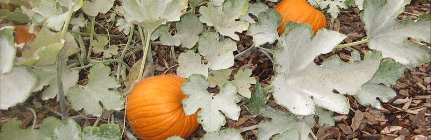 powdery mildew