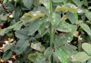 powdery mildew