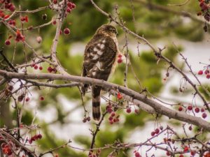 Sharp-shinned hawk