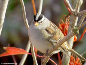 White-crowned sparrow