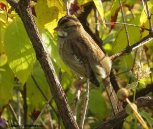 White-throated sparrow