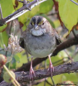 White-throated sparrow