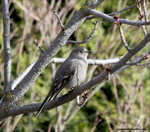 Townsend's Solitaire