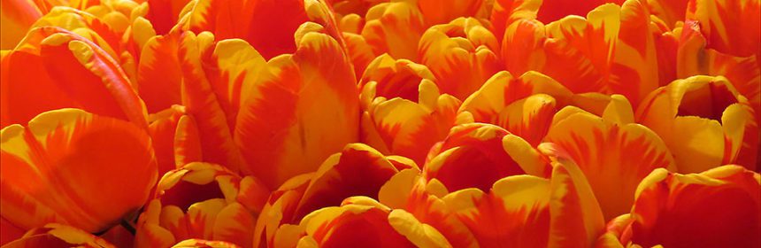 plant fall bulbs, column, tulips