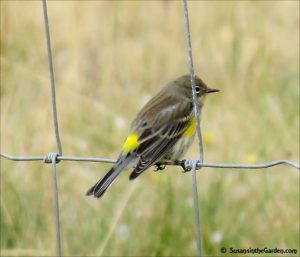 Yellow-rumped warbler