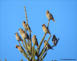 Bohemian waxwings