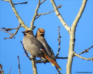 Bohemian waxwings