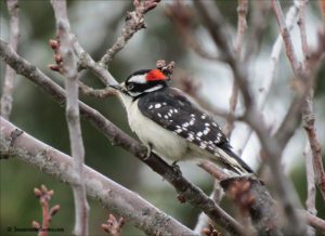 Downy woodpecker