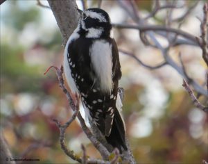 Hairy woodpecker