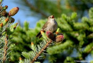 house wren