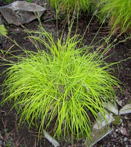 Ornamental grasses