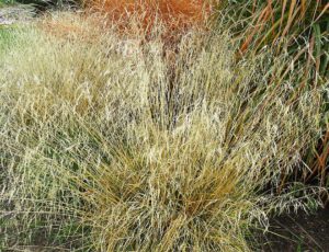 Ornamental grasses