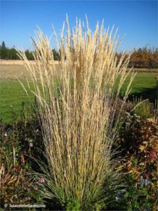 Ornamental grasses