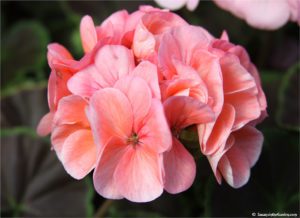 overwintering geraniums